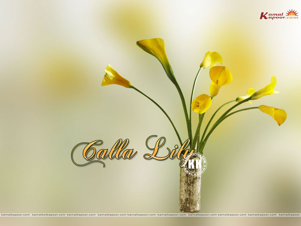 Calla Lilly Wallpaper